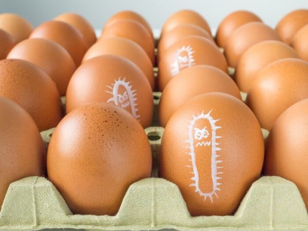 Salmonella in eggs